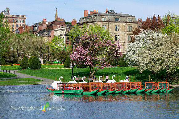 Boston Public Garden