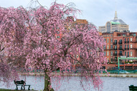 Cherry blossoms at the Charles River
