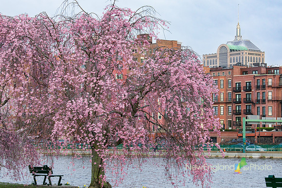 Cherry blossoms at the Charles River
