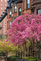 Boston backbay
