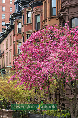 Boston backbay