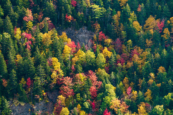 Autumn foliage, white mountains