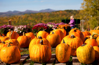 Pumpkin farm