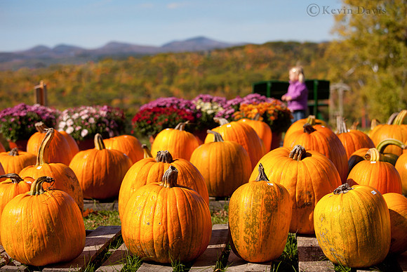 Pumpkin farm