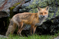 wild fox on Mtount Washington