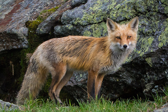 wild fox on Mtount Washington
