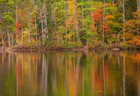 Foliage reflection