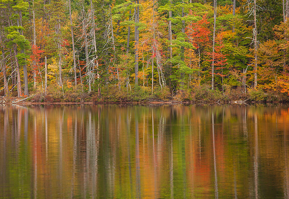 Foliage reflection
