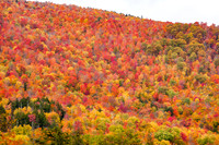 Autumn foliage