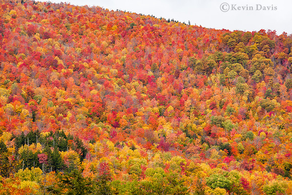 Autumn foliage