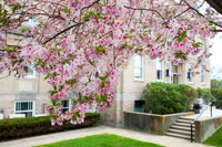 Pawtucket cherry blossoms
