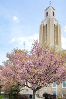 Pawtucket cherry blossoms