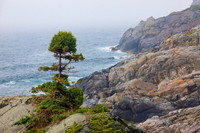 Balsam at Squeaker Cove