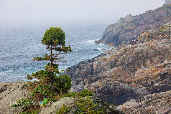 Balsam at Squeaker Cove