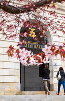 Cherry blossoms, Portland