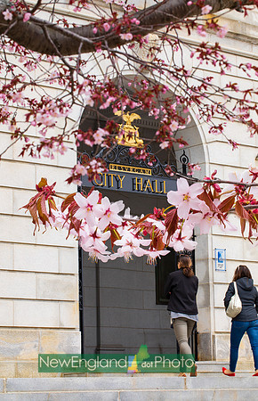 Cherry blossoms, Portland