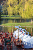 Swan boats at Boston Public Garden